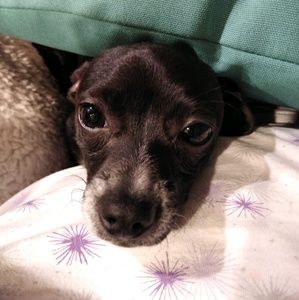 Meet your Posher, Opal